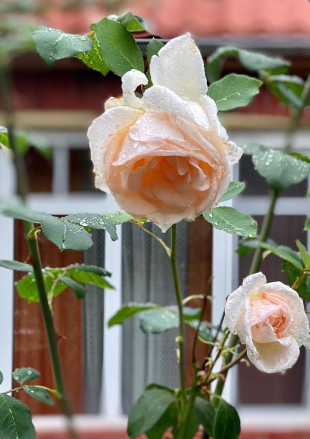 Flower Street Svityaz' Bagian luar foto